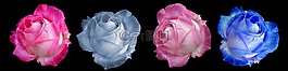 玫瑰,開(kāi)花,玫瑰綻放