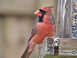 鳥,紅衣主教,鳴鳥