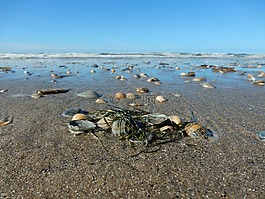 外殼,北海,海灘