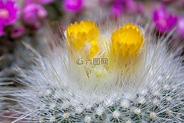 仙人掌,刺,廠