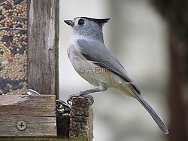 鳥,可愛,野生動物