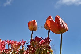 郁金香,藍(lán)色,花園的花