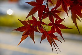 秋天的樹(shù)葉,秋季,葉