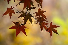 秋,秋天,秋山