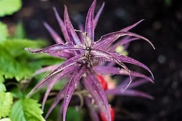 花卉,顏色,植物
