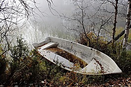 湖,性質(zhì),森林