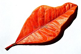 葉,秋,性質(zhì)