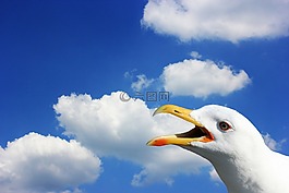 海鷗,水禽,澤福格爾