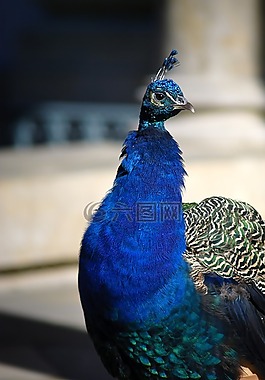 孔雀,多彩孔雀,鳥