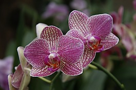 蘭花,蝴蝶,花園