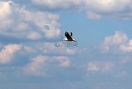 鷗,飛行,天空