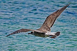 海鸥,larus michahellis,黄腿鸥