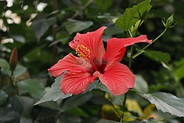 hawaiibloem,槿,夏威夷