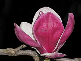 玉蘭,花,枝杈