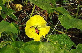 甲虫,昆虫,橙色斑蝥