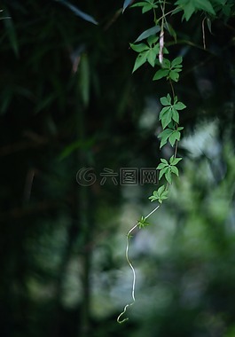 葉子,樹,森林