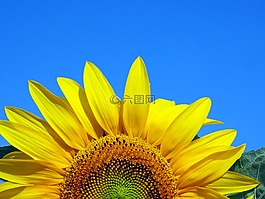 向日葵,自然,花