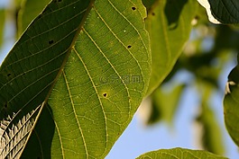 葉,綠色,綠葉
