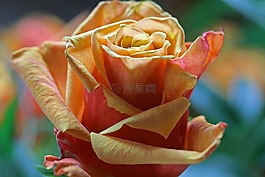 花,玫瑰,春天