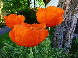 花,罌粟,春天