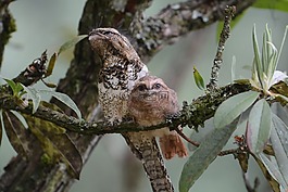 性質(zhì),樹,鳥