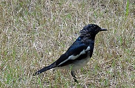 喜鹊,知更鸟,copsychus saularis