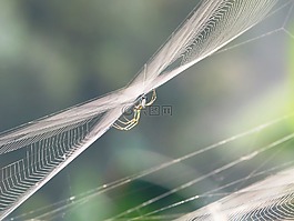 性質(zhì),昆蟲,哥倫比亞