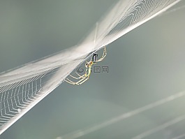性質(zhì),昆蟲(chóng),哥倫比亞