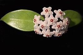 花,白色的花,廠