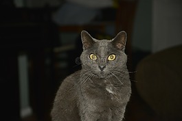 貓,灰色,動物