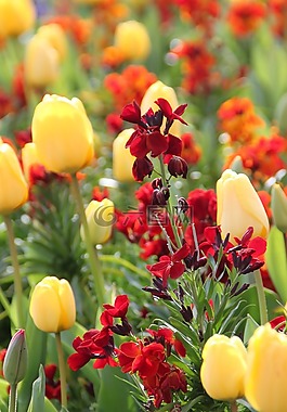 愛爾蘭,花園,花