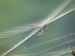 性質(zhì),昆蟲,哥倫比亞