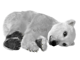 熊,北極熊,青年