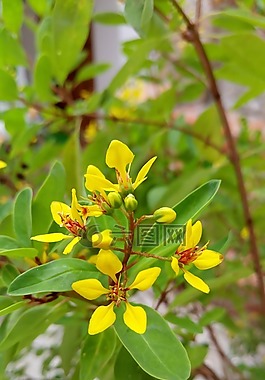 花,黃色的花,春天