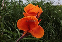 花,橙,午餐