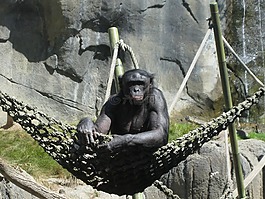 猿,動物,動物園