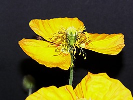 ?？?藍色,開花