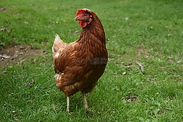 雞,農(nóng)場,動物