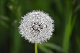 蒲公英,花粉,自然