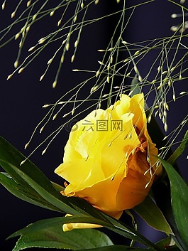 玫瑰黃,玫瑰,花