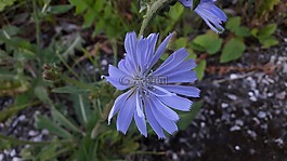 淺藍(lán)色的,藍(lán)色,花卉