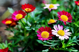 鮮花,夏天花,花園