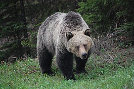 灰熊,野生動物,熊