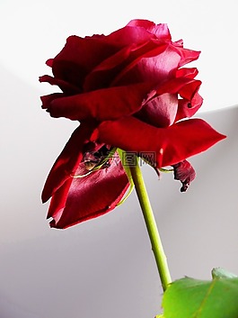 玫瑰,紅玫瑰,花
