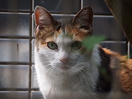 猫咪,动物,可爱