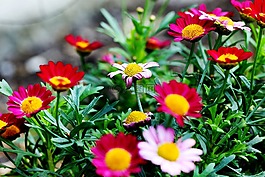 鮮花,夏天花,花園