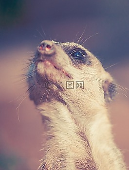 獴,動物,非洲