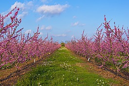 字段,鮮花,花