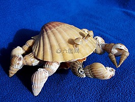 工藝品,海貝殼,蟹