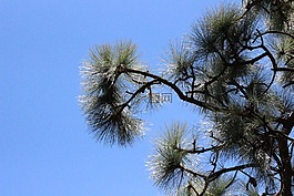 森林,性質(zhì),松